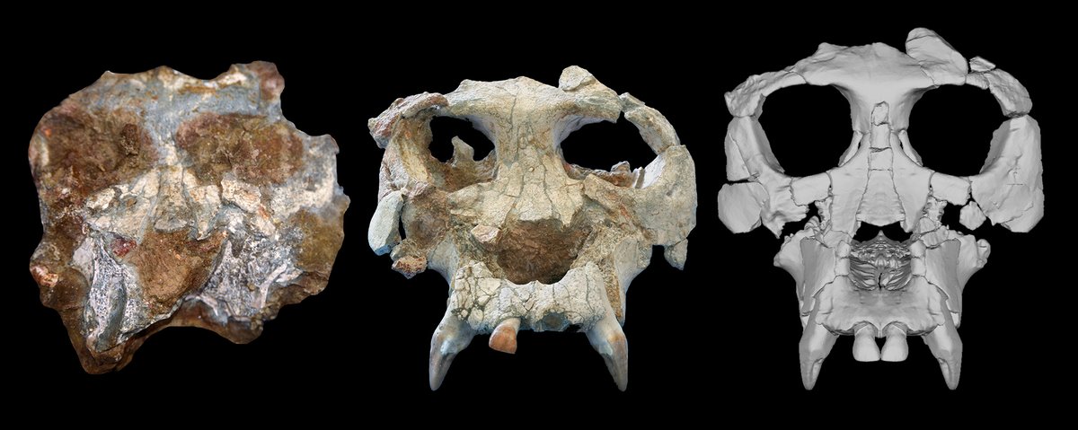 Institut Català de Paleontologia Miquel Crusafont (@icp_mcrusafont) on Twitter photo 𝑃𝑖𝑒𝑟𝑜𝑙𝑎𝑝𝑖𝑡ℎ𝑒𝑐𝑢𝑠 𝑐𝑎𝑡𝑎𝑙𝑎𝑢𝑛𝑖𝑐𝑢𝑠 , the 12-million-year-old hominid from Catalonia has received a facelift!
A study led by scientists at the <a href="/AMNH/">American Museum of Natural History</a> , <a href="/BrooklynCollege/">Brooklyn College</a> and <a href="/ICP_MCrusafont/">Institut Català de Paleontologia Miquel Crusafont</a> has reconstructed his well-preserved but distorted skull 𝑃𝑖𝑒𝑟𝑜𝑙𝑎𝑝𝑖𝑡ℎ𝑒𝑐𝑢𝑠 𝑐𝑎𝑡𝑎𝑙𝑎𝑢𝑛𝑖𝑐𝑢𝑠 , the 12-million-year-old hominid from Catalonia has received a facelift!
A study led by scientists at the <a href="/AMNH/">American Museum of Natural History</a> , <a href="/BrooklynCollege/">Brooklyn College</a> and <a href="/ICP_MCrusafont/">Institut Català de Paleontologia Miquel Crusafont</a> has reconstructed his well-preserved but distorted skull