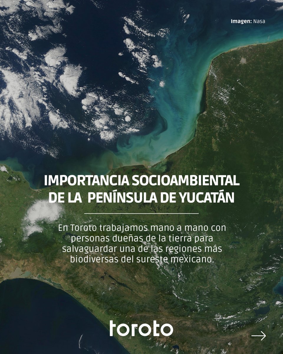 hellotoroto's tweet photo. 🌎 Gran parte de nuestros proyectos de secuestro de carbono forestal y conservación de la naturaleza están en el sureste mexicano, pues reconocemos la importancia de resguardar lo que la región ofrece.

Conoce nuestros proyectos, en nuestra página web 👉 https://t.co/mCzWzSrOKl https://t.co/rEJHnhEY8w