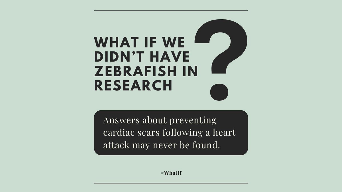 #WhatIf we didn’t have zebrafish in research?