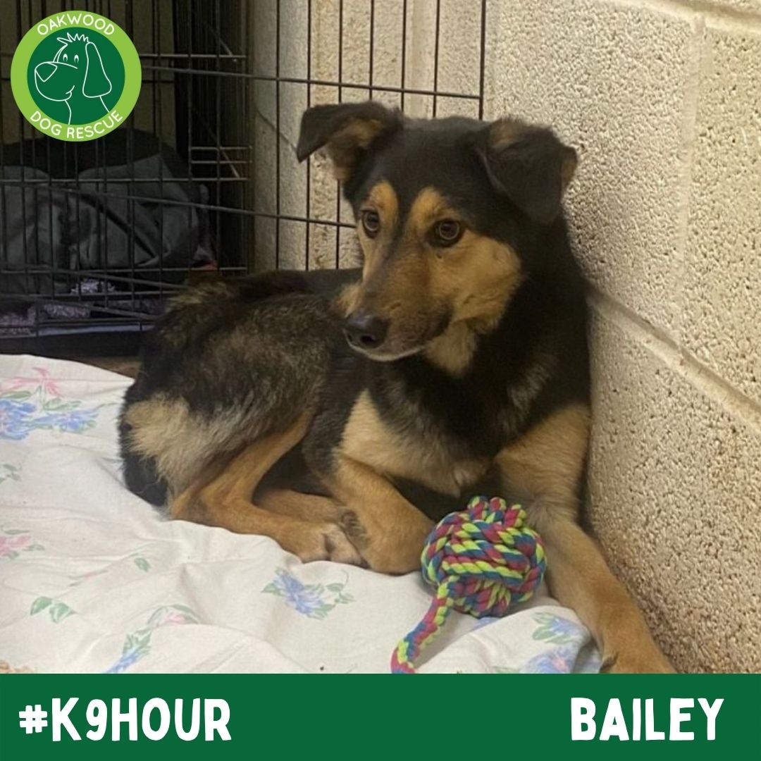 Oakwood Dog Rescue tweet media