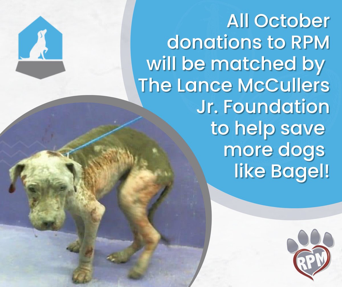 This October, your donation has double the impact for dogs like Bagel thanks to @LMcCullersJrFdn 🐾 Bagel's story is heart-wrenching, suffering from untreated mange at just a year old. RPM saved him, but cases like his strain rescue funds.💕Donate today: shorturl.at/egkqO