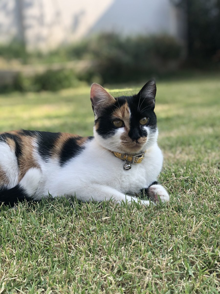 _iCatOne's tweet photo. #michisxaro Aquí están mis bebés! 😻 @aroiagarcia https://t.co/9pPLti3EKq