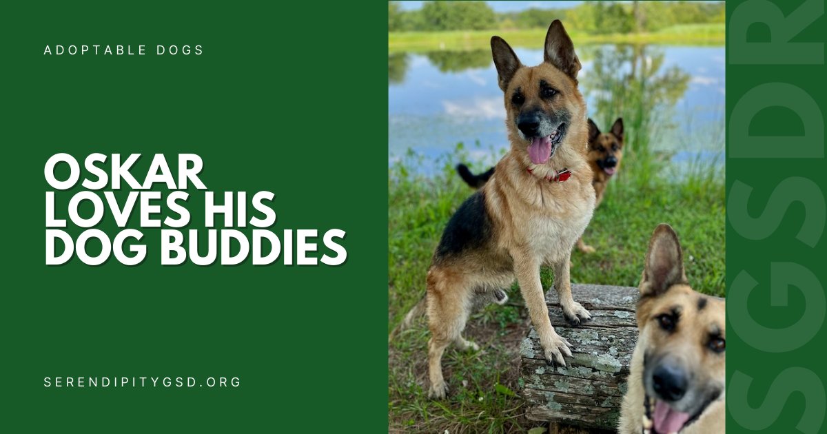 Oskar loves having dog buddies! This gentle boy is just the friendliest, most good-natured fella. Get to know our sweet boy Oskar on his bio at this link! 
👉ow.ly/mA7L50PXk3m
💚
#SGSDR #STLDogs #STLDogRescue #GSDRescue #GSDLove