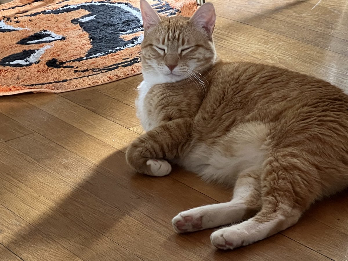 JortsTheCat's tweet image. October is only half over, you still have tons of time to get spooky