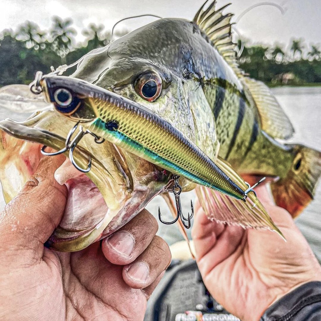 The Impact Slash 6S: a head-turner that also hooks fish.

#ImpactSeries #Slash6S #CatchBigFIsh