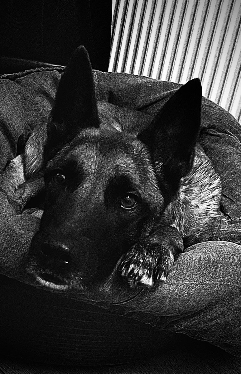 char_Sar's tweet photo. Ich weiß hier war es still .. still weil ich gehofft habe die Zeit heilt .. einen scheiß heilt sie .. aber man darf nichts sage, nur wenige Menschen verstehen das auch 5 Monate danach  alles schmerzt und die Trauer kein bisschen weniger geworden ist. Er war mehr als nur ein Hund. https://t.co/lGTrz5Ejxq