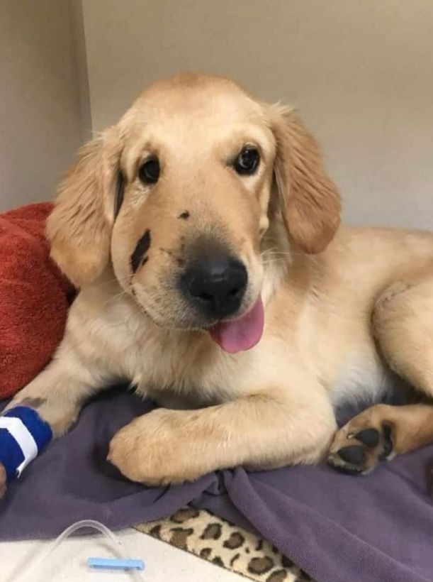 Best in Dogs tweet media