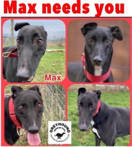 GreyhoundRFife's tweet photo. Are U #sighthound experienced & adore black #Greys? Long termer Max desperately needs a lucky break. This 4 yr old is so friendly &
loving, he just needs a patient & understanding owner who can guide him in his best life!More info ☎️07826244765 #AdoptDontShop #k9hour #AdoptMax 🤞🏽 https://t.co/fhqbwCd35Z