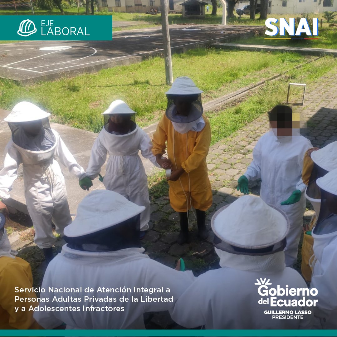 SNAI_Ec's tweet photo. 🟢#EjeLaboral | #CAIFemeninoQuito 

#Zona9 | Con indumentaria y equipo especializado, adolescentes que son parte del taller de apicultura, iniciaron la fase de recolección de miel de abeja de las colmenas implementadas en el Centro. https://t.co/WlQOEX9n0I