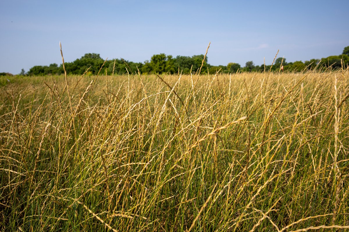 What happens when water quality nerds at <a href="/MNagriculture/">Minnesota Department of Agriculture</a> <a href="/dakota_swcd/">Dakota County Soil & Water Conservation District</a> and <a href="/ForeverGreenUMN/">UMN Forever Green Initiative</a> get together? Maybe, just maybe, we plant the seed of a new way to leverage city-owned land to fight nitrate pollution. 

forevergreen.umn.edu/unique-opportu…