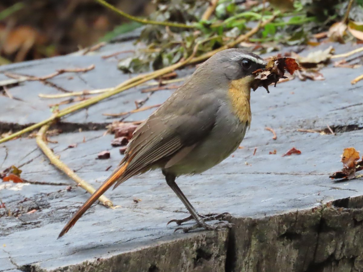 The rain was falling but hard at work (as it is breeding season:  nest-building?) - the Cape #RobinChat (Cossypha caffra). 
#Drakensberg #SouthAfrica #BirdsSeenin2023 #ornithology #NaturePhotography #birding #birdspotting #BirdTwitter #TwitterNatureCommunity #birdphotography