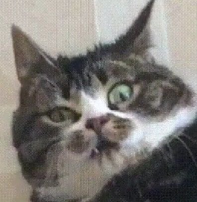 cats that will heal your mental state (@catsmental) on Twitter photo 