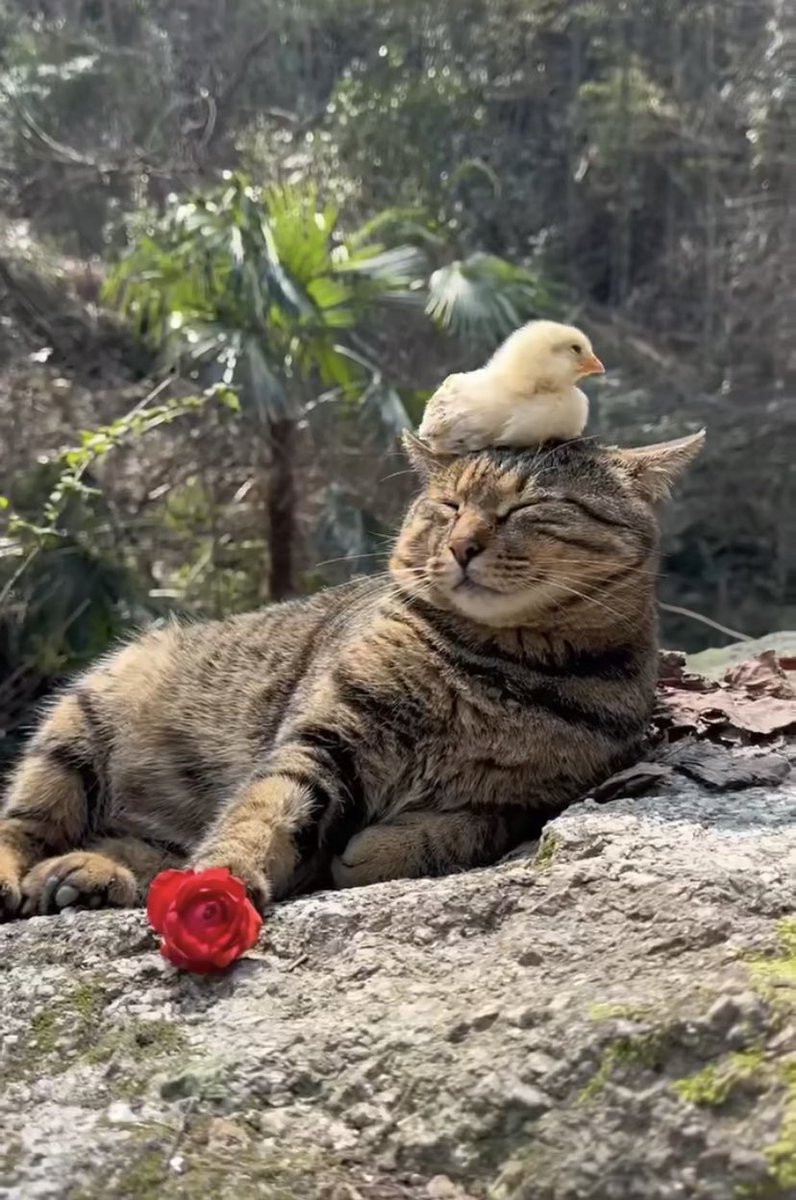 WE LOVE CATS tweet media