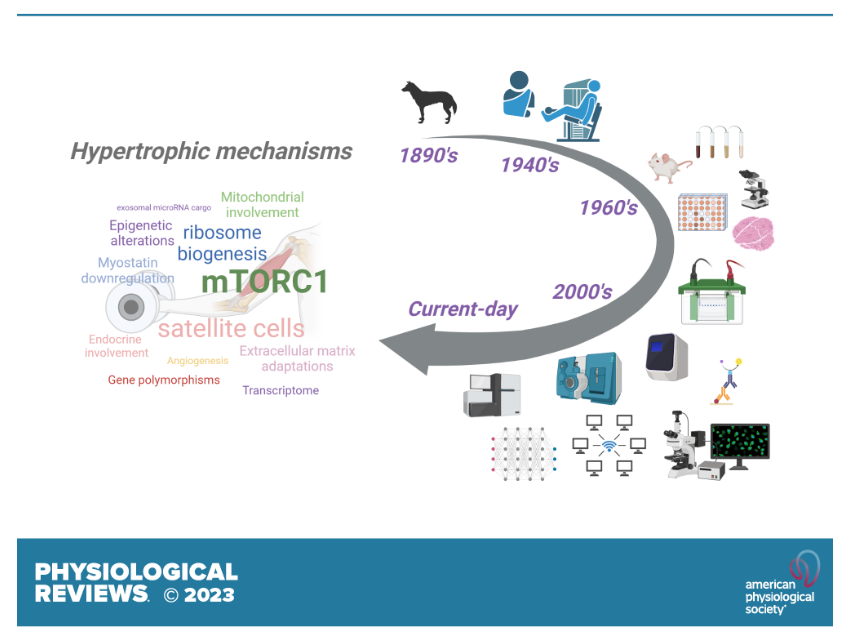 Review by Roberts et al. highlights how mechanistic research into #SkeletalMuscle hypertrophy has progressed, and provides a comprehensive list of associated mechanisms, controversies & future directions of research ➡️ow.ly/z8VV50PXnc4

@UFMedicine  @AuburnU