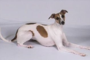 Gary4787's tweet photo. Sadly had to say goodbye to Clio this morning. Heartbreaking to say goodbye https://t.co/YEKXHCDBQY