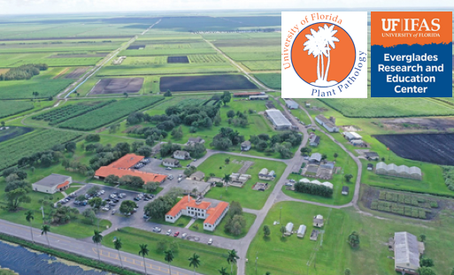 Liliana Cano (@cano_lab) on Twitter photo Excellent job opportunity - Assistant Professor position at <a href="/UFPlantPath/">UF/IFAS Plant Pathology Department</a> <a href="/EvergladesREC/">UF IFAS Everglades REC - Belle Glade</a> <a href="/UF_IFAS/">UF IFAS Solutions</a> - To work on emerging diseases of high-value row crops (sugarcane, rice, & sod) explore.jobs.ufl.edu/en-us/job/5234… Excellent job opportunity - Assistant Professor position at <a href="/UFPlantPath/">UF/IFAS Plant Pathology Department</a> <a href="/EvergladesREC/">UF IFAS Everglades REC - Belle Glade</a> <a href="/UF_IFAS/">UF IFAS Solutions</a> - To work on emerging diseases of high-value row crops (sugarcane, rice, & sod) explore.jobs.ufl.edu/en-us/job/5234…
