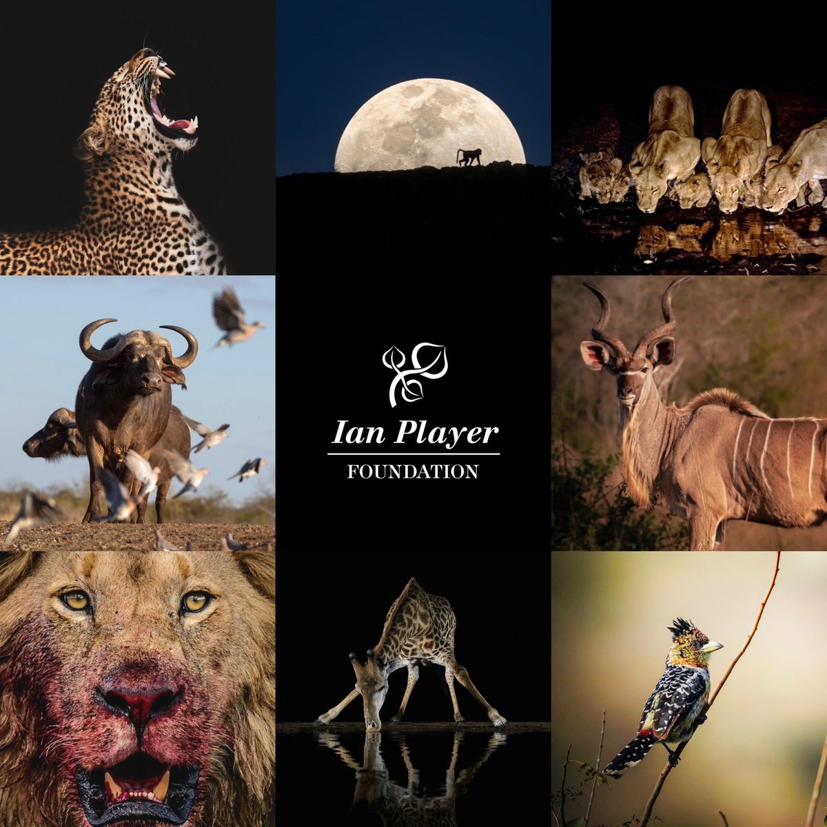 Marc_Player's tweet image. The world of @IanCPlayer #wild #wilderness #wildlife #conservation #climate #water #forrest #ianplayer #ianplayerfoundation #player