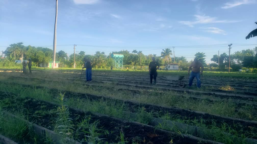 ManuelMilian9's tweet photo. Los trabajadores #Etecsa #PinardelRío realizan actividades de preparación de canteros en organopónico del Consejo Popular #HermanosCruz. Contribuir al fortalecimiento del programa agroalimentario es tarea de todos. #Cuba https://t.co/6fcxKZbg7p