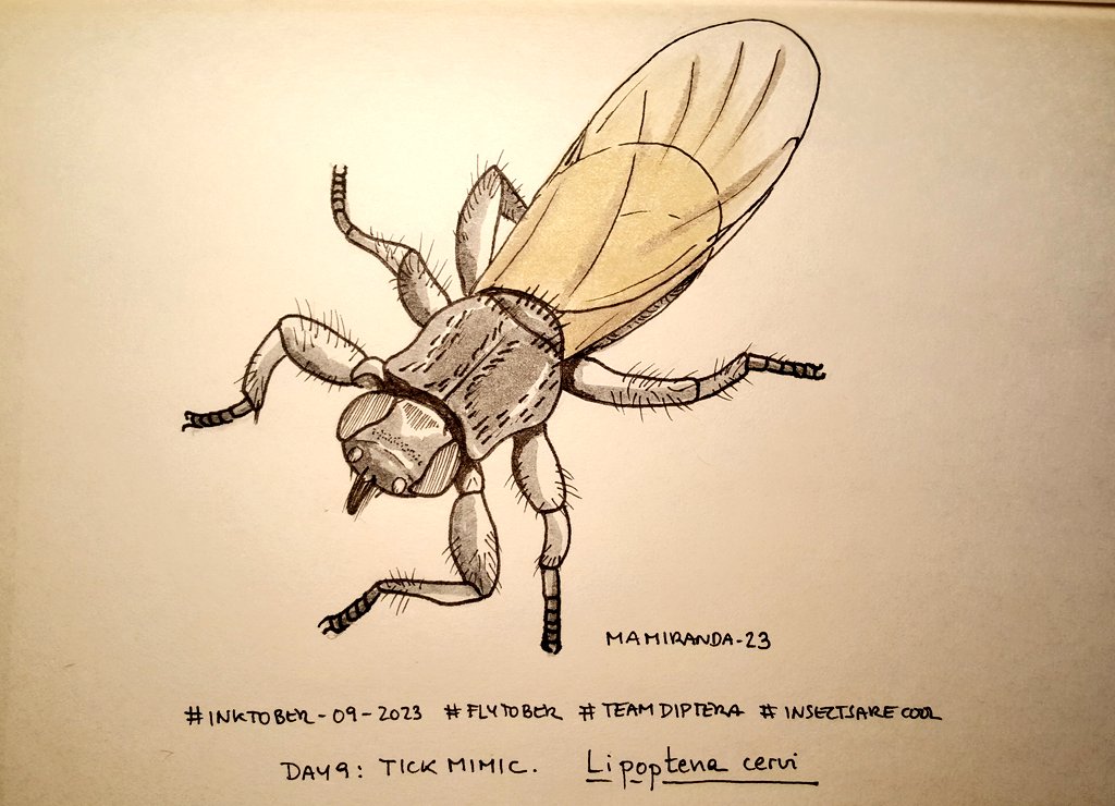 MAMirandaTweet's tweet photo. Four more fly-drawings and we go for the amazing world of flies mimicking as crazy: tick mimic, wasp mimic, bee mimic and beetle mimic. Which one is the weirdest? Keeping #inktober2023 #Flytober on track!! #TeamDiptera #insectsarecool https://t.co/aTy9uysidD