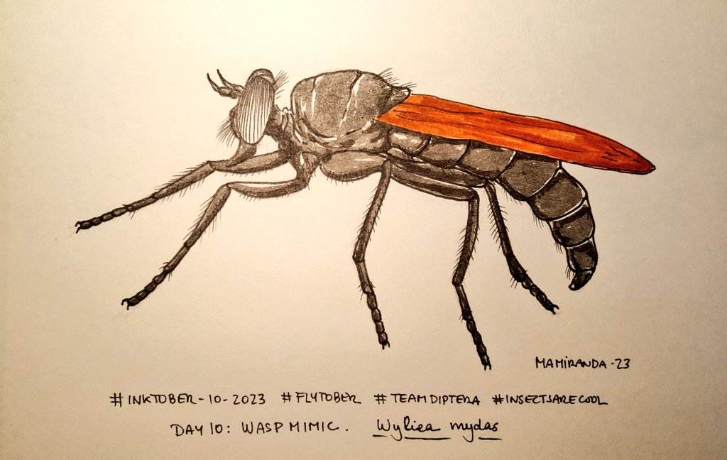 MAMirandaTweet's tweet photo. Four more fly-drawings and we go for the amazing world of flies mimicking as crazy: tick mimic, wasp mimic, bee mimic and beetle mimic. Which one is the weirdest? Keeping #inktober2023 #Flytober on track!! #TeamDiptera #insectsarecool https://t.co/aTy9uysidD