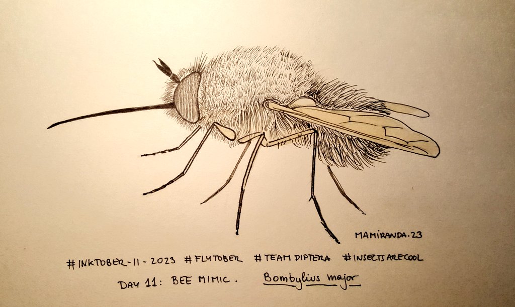 MAMirandaTweet's tweet photo. Four more fly-drawings and we go for the amazing world of flies mimicking as crazy: tick mimic, wasp mimic, bee mimic and beetle mimic. Which one is the weirdest? Keeping #inktober2023 #Flytober on track!! #TeamDiptera #insectsarecool https://t.co/aTy9uysidD