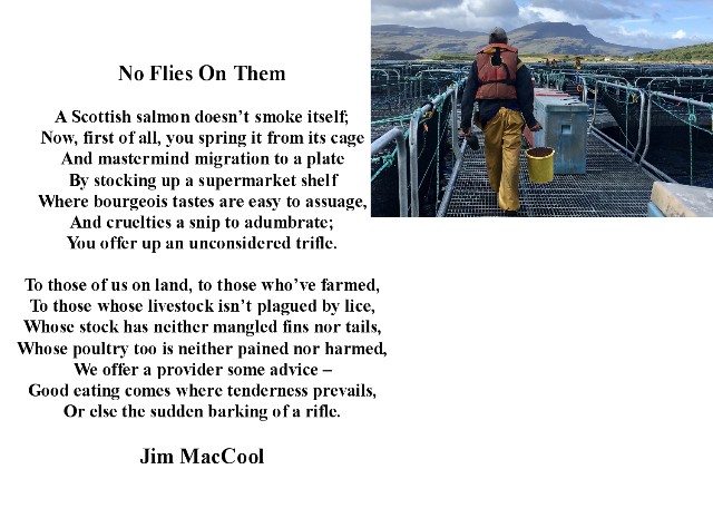 OctPoetryMonth's tweet photo. October is National Poetry Month. 
'No Flies On Them' by Jim MacCool. #salmon #farming #poetry #life #jimmaccool https://t.co/8iRcJkKB5s