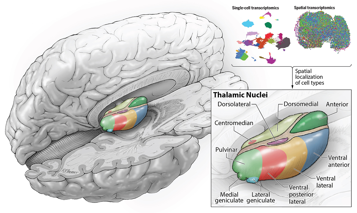 New in @ScienceMagazine, @LabNowakowski and colleagues use #SingleCell RNA sequencing and spatial transcriptomics to show that thalamic nuclei are made up of a mosaic of different cell types: neurosurgery.ucsf.edu/news/brain-cel…
science.org/doi/10.1126/sc…
#studyBRAIN #BICCN @UCSFstemcell @nyscf