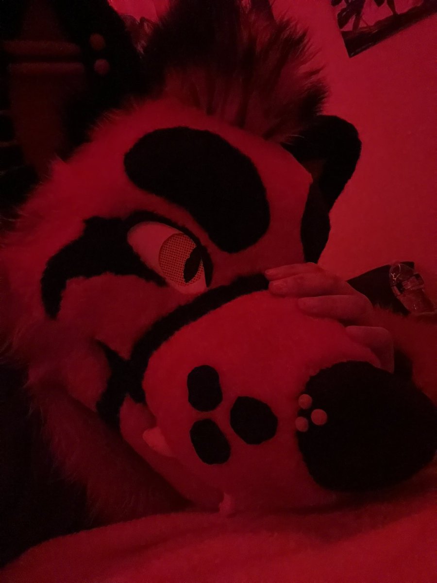 last call: looking for two more roomies for #BLFC2023!! Main hotel with double beds from day 1 to November 3rd 
NSFW, weed/alcohol and party friendly:’D 
plus you get to wake up to this stinky wolf pup everyday! 
#Biggestlittlefurcon2023 #Conroomies #BLFC23
