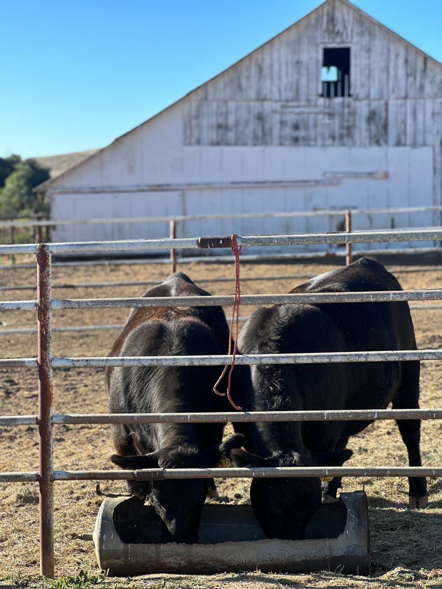 Have you heard of Flying F Ranch in San Diego? 

Learn more about this direct to consumer cattle farm:

brigeeski.com/san-diego-farm…

#SanDiego #SanDiegoFarm #SanDiegoRanch