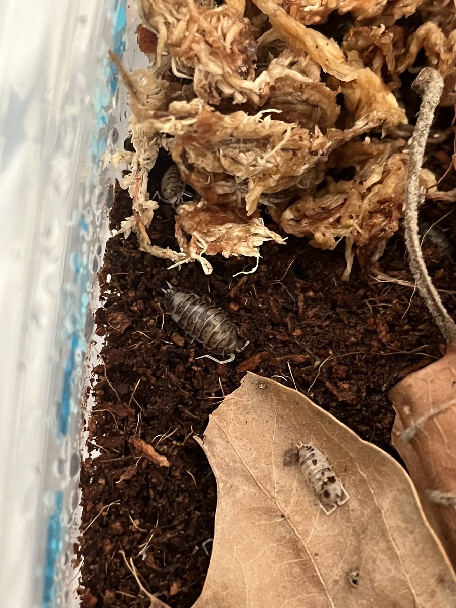 katdoestuff's tweet photo. I keep isopods now :) https://t.co/3XAGTN212H