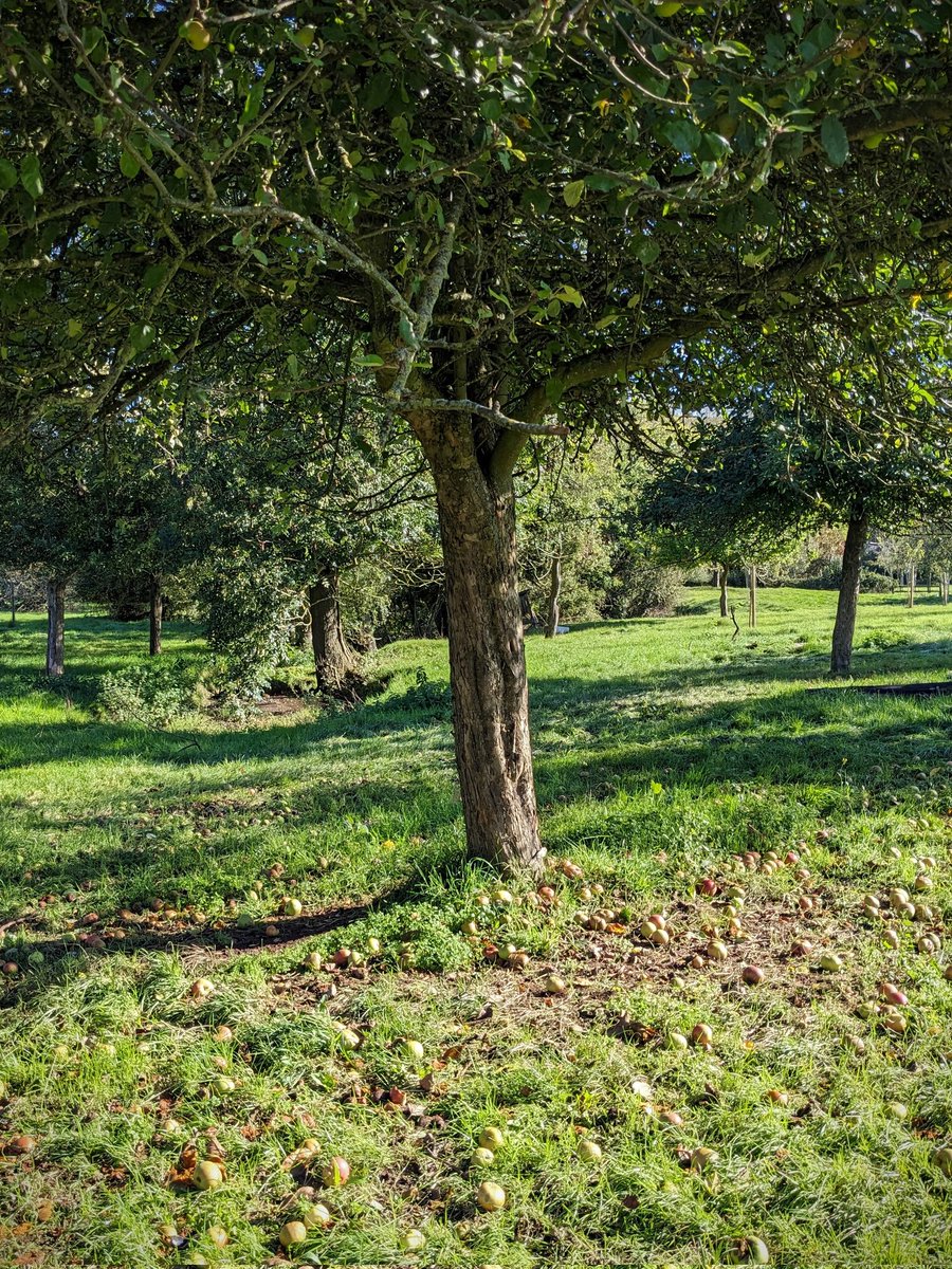 nmtownsend's tweet image. 🍏 Huge thanks to Paul for hosting us at @NewtonsCider, with a fascinating tour of the farm and cidery, tasting the incredible cider and perry, followed by a superb lunch in the new and impressive 'Chapel of Apple'