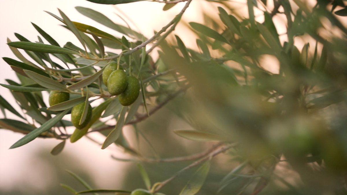 ZOOM À Punt tweet media