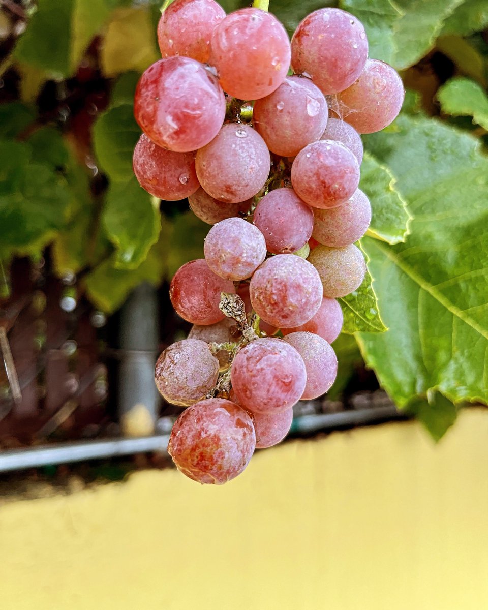 PeterSeaTac's tweet image. It’s that time of year when the #grapes are ripe on the fence at The Pancake Chef! #localsecrets #localbusiness #SeaTacLife #fallvibes