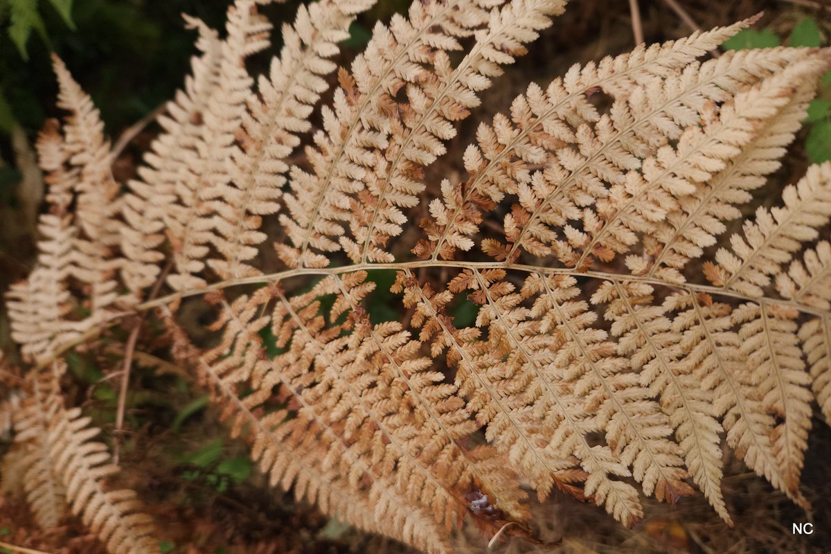 CherryNonFren's tweet photo. What did I dream?

#samsung #fall #autumn https://t.co/5ZwX7inziT