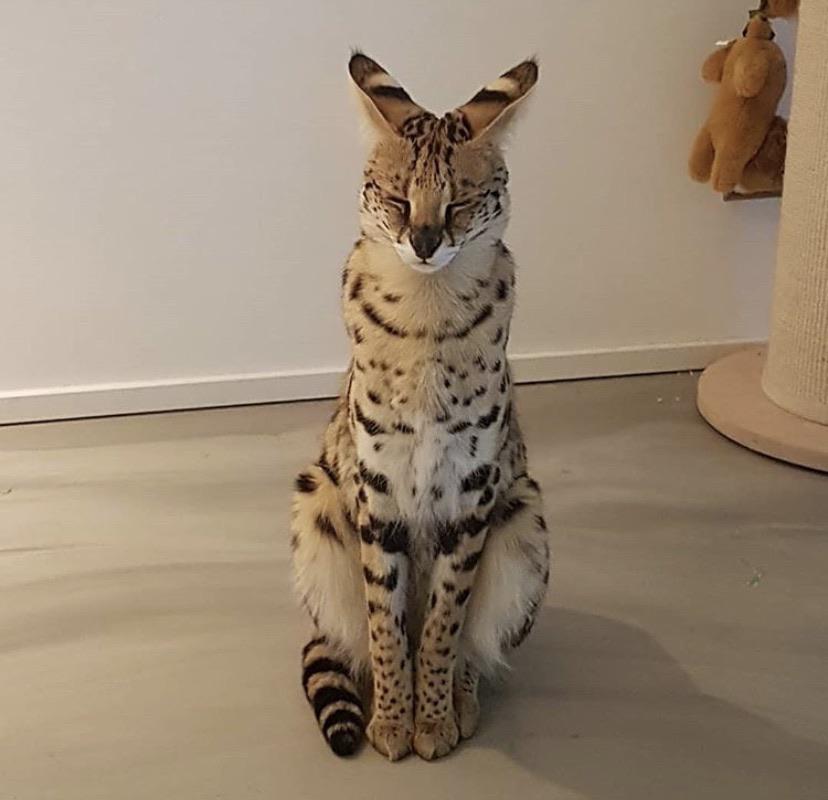 orphanedcore's tweet photo. interaction bait time 🐱
reply and i'll rate you! 
your pfp: 
your header: 
your whole account: 
closeness rating: 
do i like you: https://t.co/dikGJ8CpPp