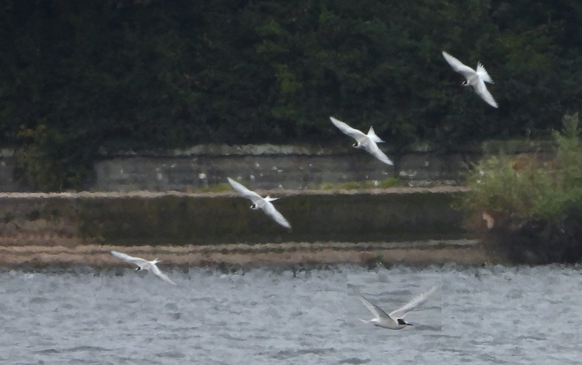 rojobus's tweet photo. 1 Arctic Tern at Blagdon 16-10-23 https://t.co/VcOdFdAxvG