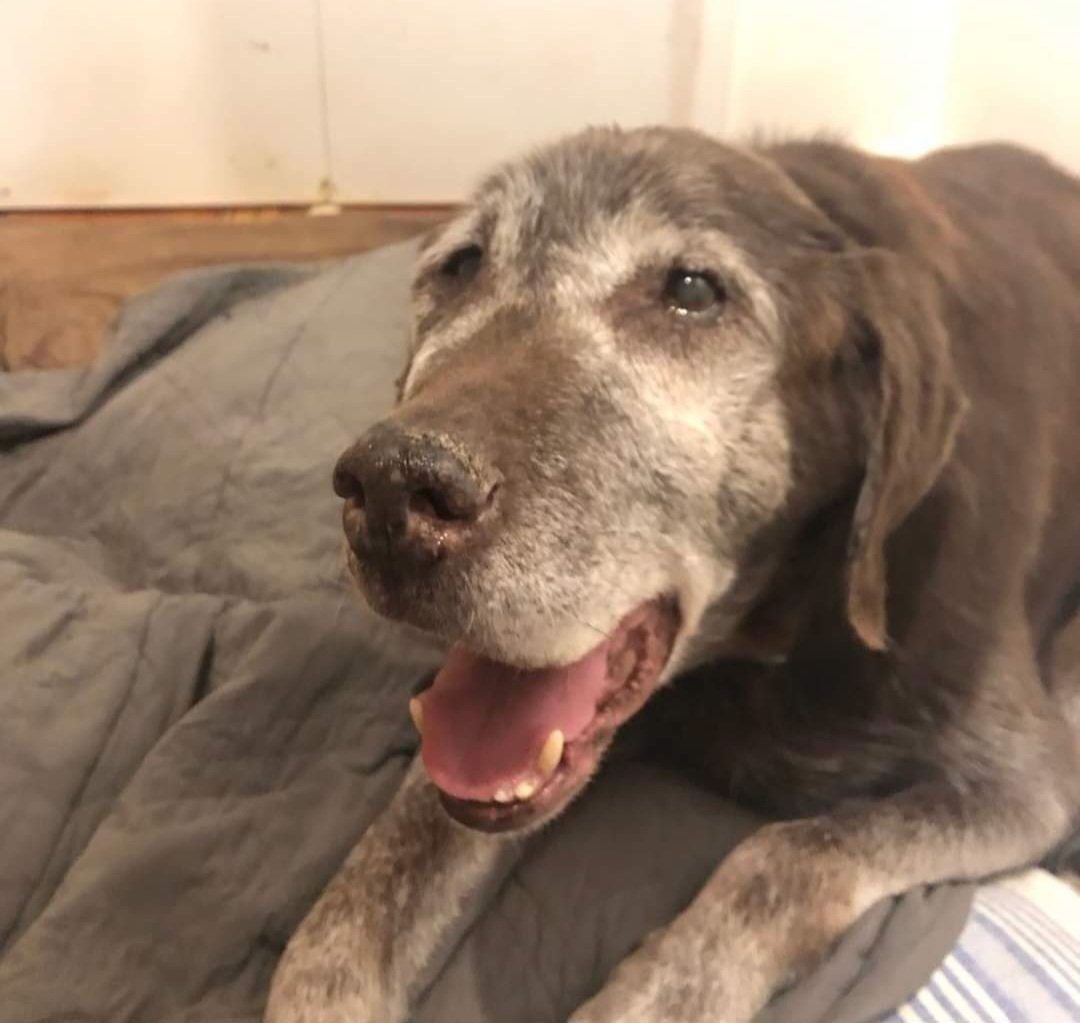 #missing dog: Creedon. 
Hard of hearing &amp; poor eyesight. Loves treats/dogs.

Missing from #yyt's Waterford River tonight (Monday) near Road De Luxe around 7pm. 

If you have info, pls see NL Missing Pets Facebook page. Creedon isn't mine

This windy 🌧️ night isn't helping #nlwx