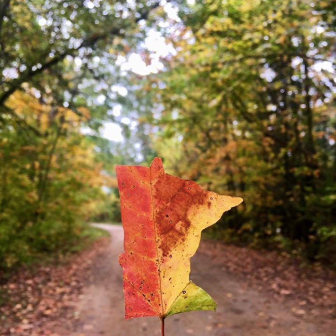 Only in Minnesota do the leaves grow in the shape of Minnesota!😆 Fall is in full swing! What are your favorite fall activities and traditions?🍁🍂 (📷: @hellojuju425)