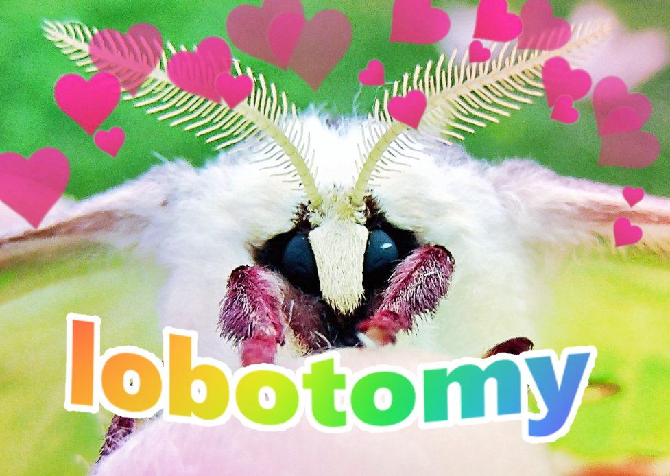 Juniper (@egocider) on Twitter photo 