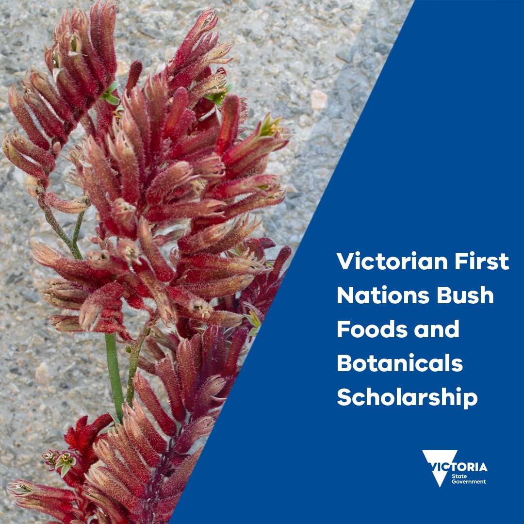 The Victorian First Nations Bush Foods and Botanicals Scholarship offers the chance to attend the 2023 2nd National Sovereign Food & Botanicals Symposium.

Apply by Monday 23 October.
fnbbaa.org.au/victorian-djsi…