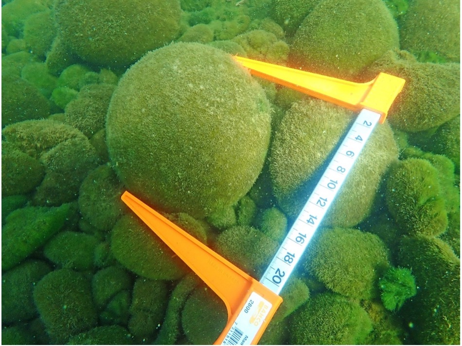 Unique marimo threatened by rising lake temperatures. Read the full research press release here: kobe-u.ac.jp/research_at_ko…