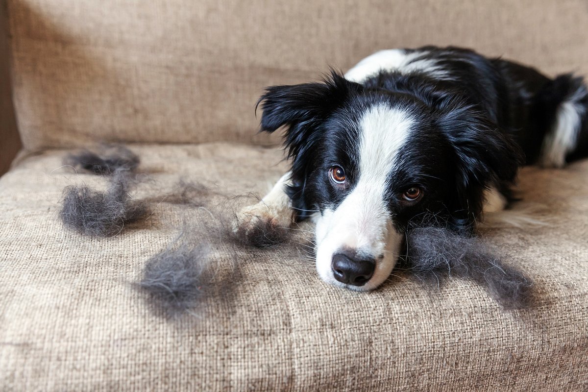 OzDogLover's tweet image. Who doesn't love Spring? However our best friends often start #shedding more, making household cleaning somewhat hair-raising! 🫣
Luckily, #CleanHQ Australia imports lots of cleaning goodies to help. Read their Top Tips to clean up after our beloved #pets:
australiandoglover.com/2023/10/6-spri…