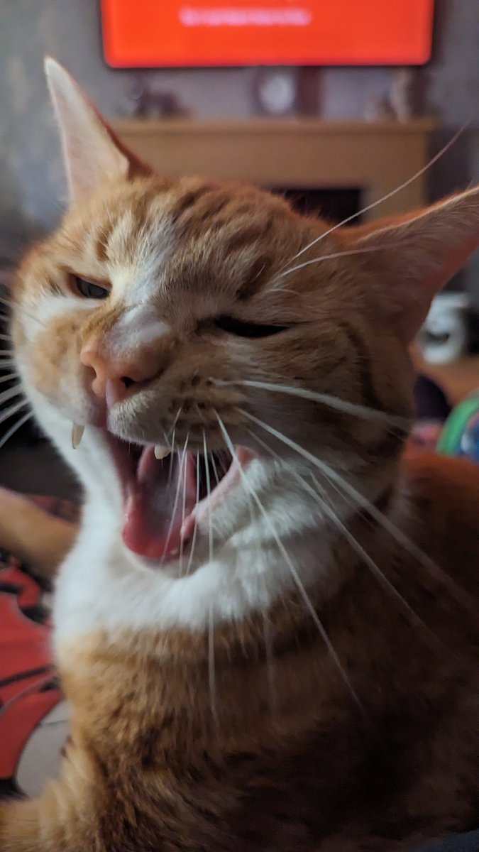 weirskynet's tweet photo. This photo wins the interwebs today lol
I give you "Chester Mid Yawn"
By Brian 💚🧡
Lol 🤣
#Chester
#cute #gingercats #roar #braw #cuteness #photography #wildlifephotography #rarebeast #PhotoModeMonday https://t.co/2NcdSeXn0y