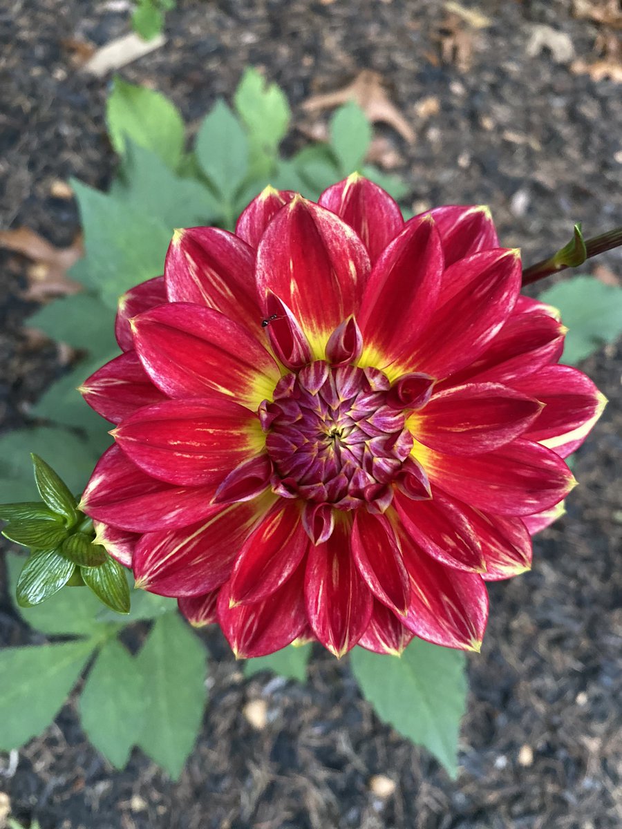 The Dahlias I planted from seed are just now blooming!! You can’t tell from the pic but the yellow one is about 10” in diameter 😬❤️