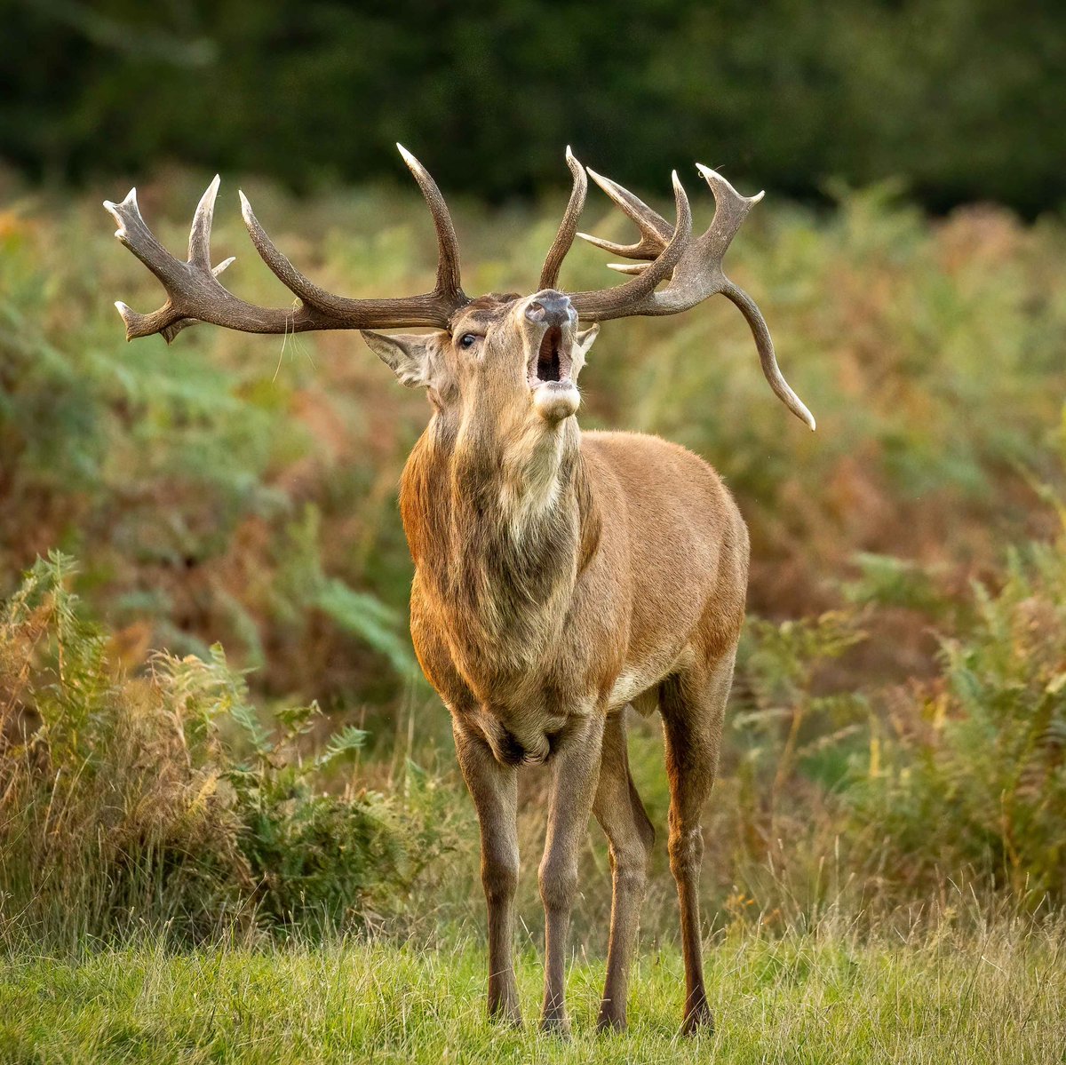 October Deer
#fsprintmonday  #appicoftheday 
#Sharemondays2023
@SussexLifeMag @OPOTY
@AP_Magazine