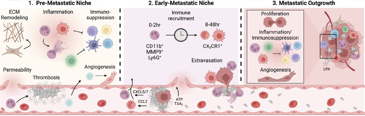 Proud to share my review article, discussing how platelets influence non-malignant cells during (pre)metastasis. Thanks to @SemThrombHemost for the opportunity! thieme-connect.de/products/ejour…