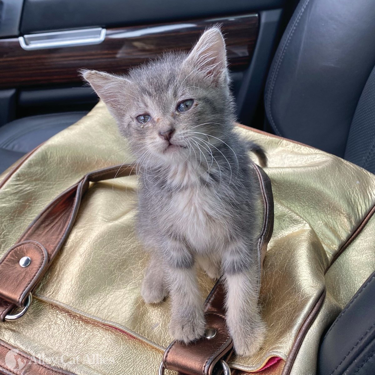 We've had a full #GlobalCatDay and just now met another kitten who needs us. We want you to meet Terra, too! 🐱🌎

Terra was unfortunately abandoned in a Maryland parking lot, but we've got her and we're ensuring she receives critical care--all thanks to our supporters like you!