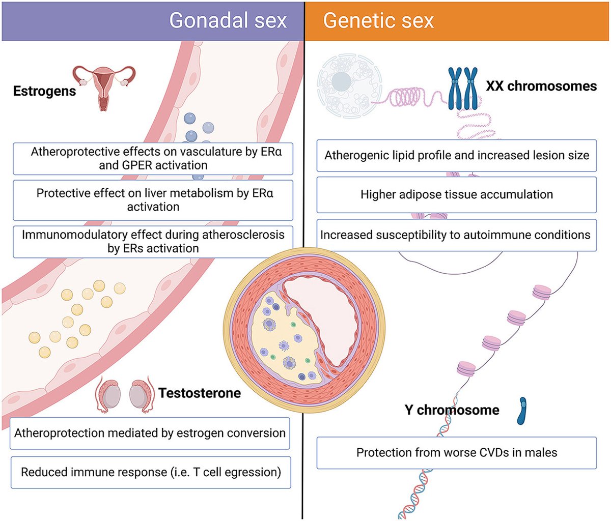 ATHjournal's tweet photo. Women are at decreased 🫀 risk compared to men until menopause, an effect not solely explained by estrogens. In case you missed it, read the article by @jasminenour7 @fabri_bon87 @DaniloNorata in our Journal!
@society_eas @EASCongress
🔗https://t.co/ezItvXZsHn https://t.co/F2nTeqBrm7