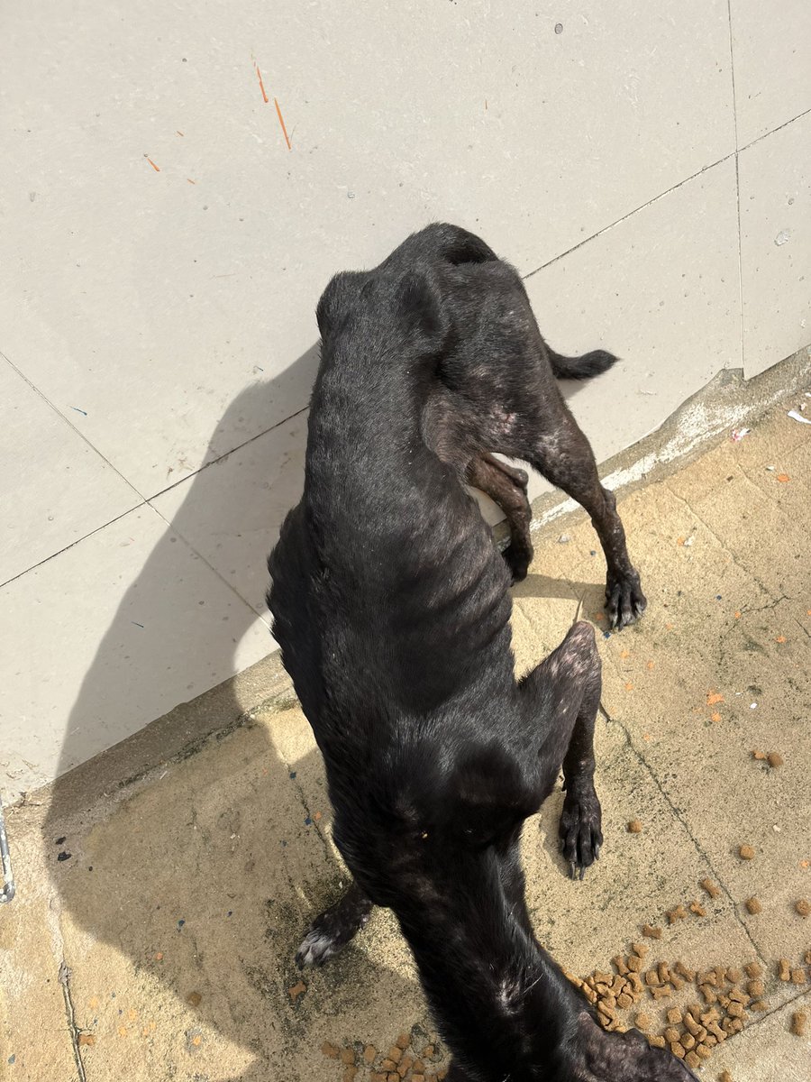 nana1gc's tweet photo. Hace muchísimo no me atrevía a rescatar por no ser irresponsable pero ver a un animal así es más de lo que puedo soportar, no me dejen sola con ella. 
No hay derecho💔
Con el dolor de mi alma les presento a Soid😔
👇🏻👇🏻👇🏻👇🏻 https://t.co/2EF0eoli5I