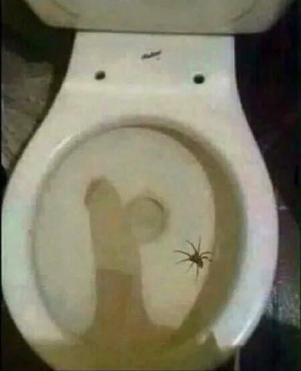 MikeTesla14's tweet photo. @rovercrc Found a spider in my toilet.. looks toxic 🤔 https://t.co/6Pn8aVtXgl